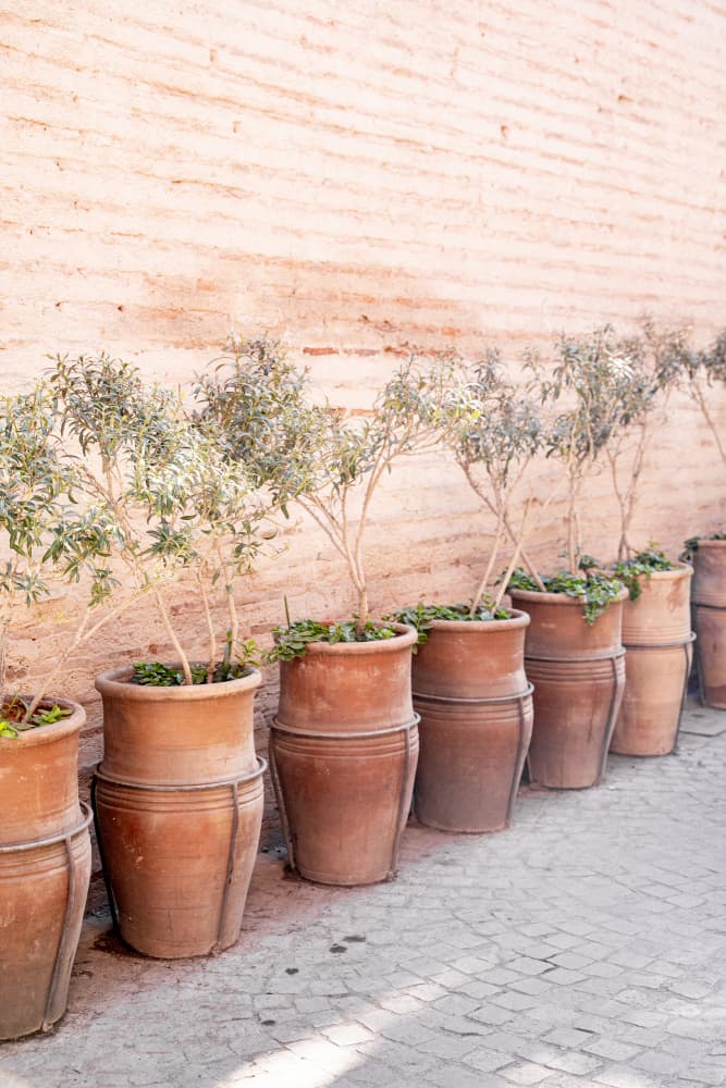 Terracotta Olive Trees by Henrike Schenk — canvas wall art