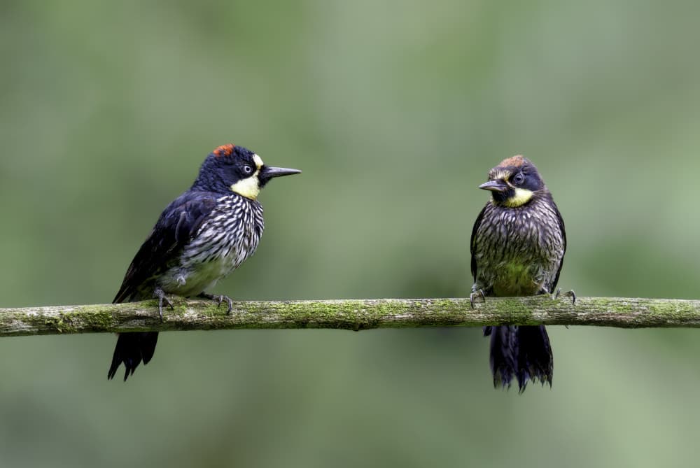 Curious Acorn Woodpecker Pair by Rajat Dhesi — canvas wall art
