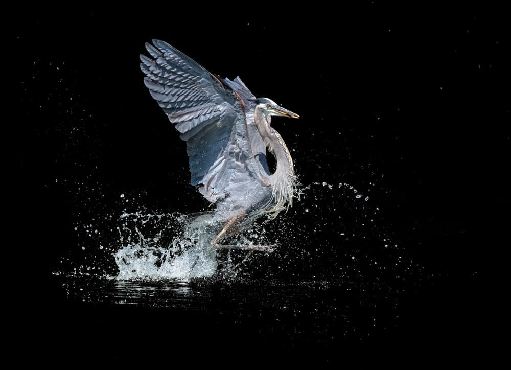 Heron's Water Leap by Alex Li — canvas wall art
