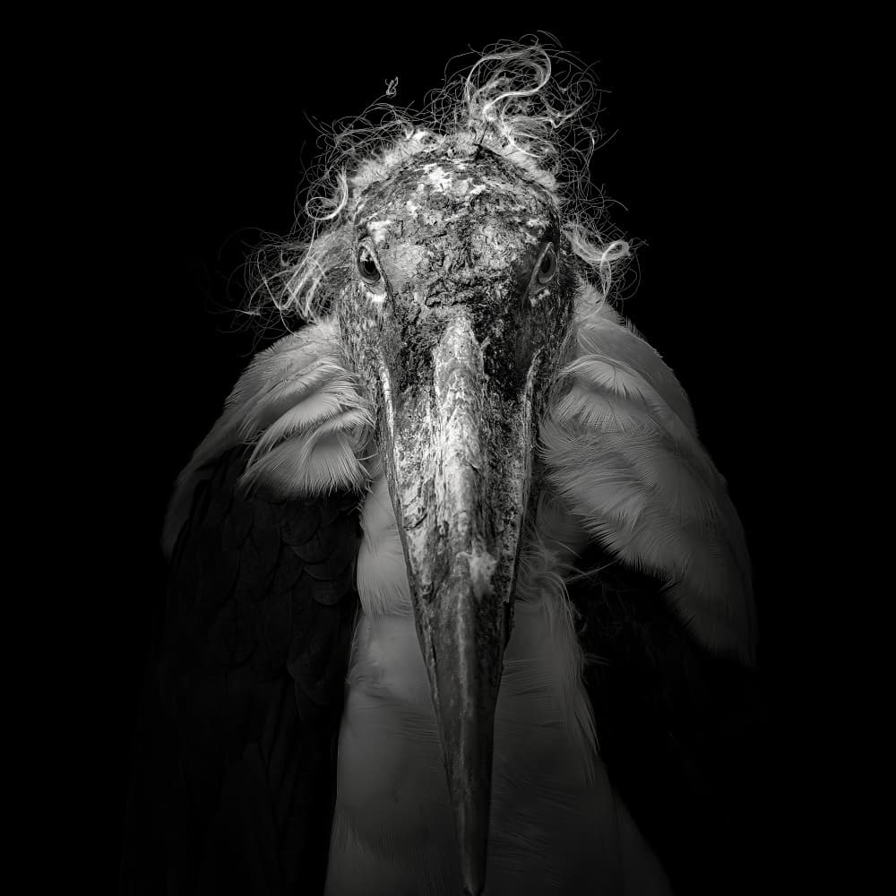 Dramatic Marabou Stork by Christian Meermann — canvas wall art