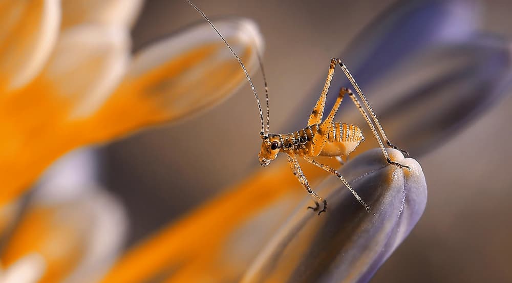 Macro Cricket on Flower by Thierry Dufour — canvas wall art