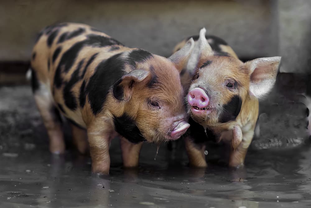 Cute Muddy Piglets by Gert van den Bosch — canvas wall art