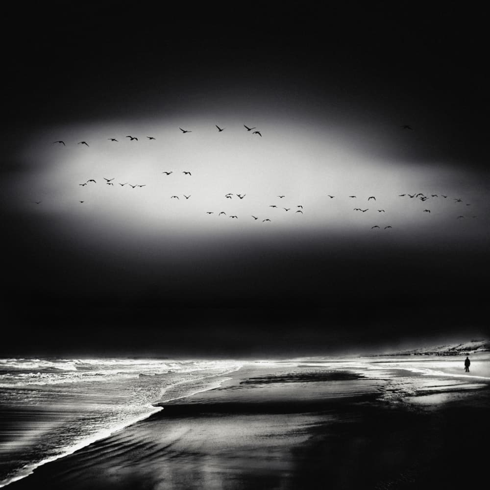 Solitary Beach Flight by Piet Flour — canvas wall art