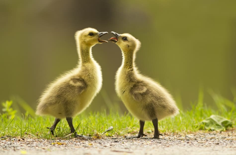 Sweet Gosling Interaction by Mircea Costina — canvas wall art