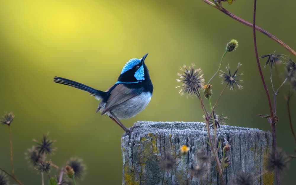 Vibrant Fairywren Gaze by Emanuel Papamanolis — canvas wall art