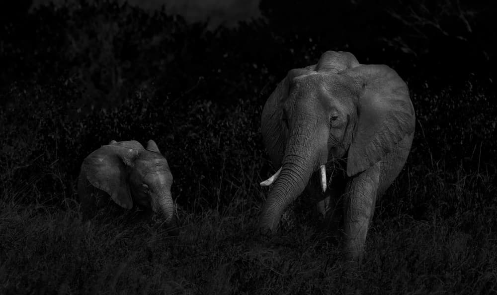 Dark Elephants of Africa by Allen SDCA — canvas wall art