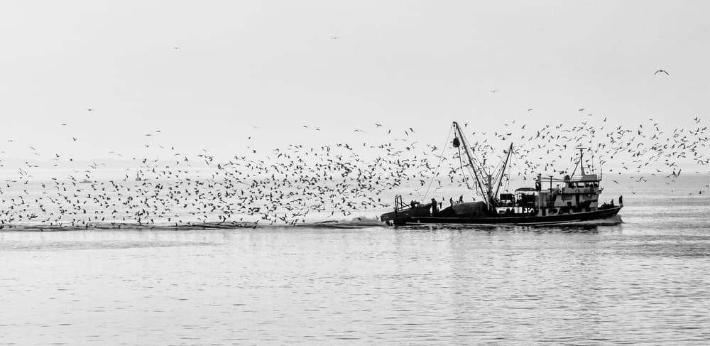 Ocean Fishing Flock by Ugur Erkmen — canvas wall art