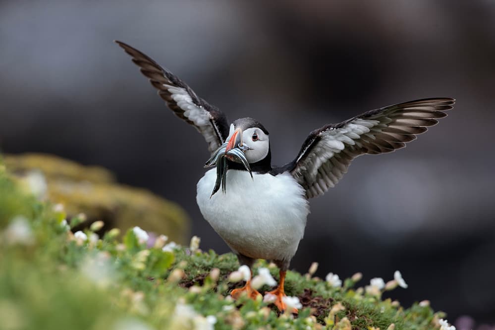 Puffin With Fresh Catch by Hugh Wilkinson — canvas wall art