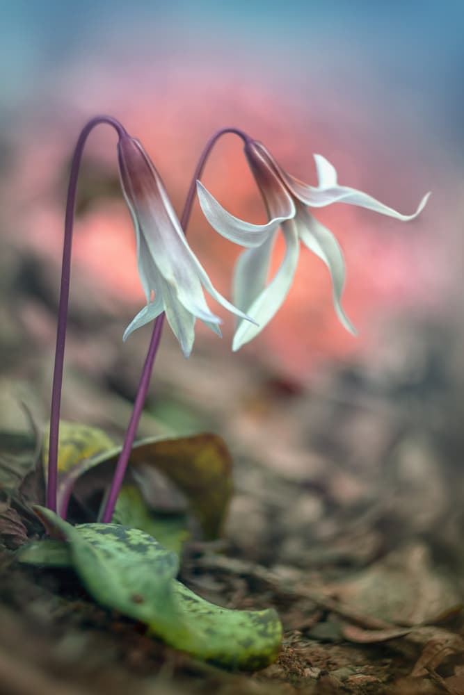 Erythronium dens-canis by Fabrizio Daminelli — canvas wall art