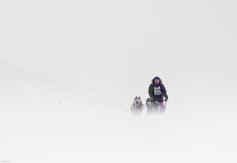 Winter Sled Dog Team by Larry Deng APA — canvas wall art