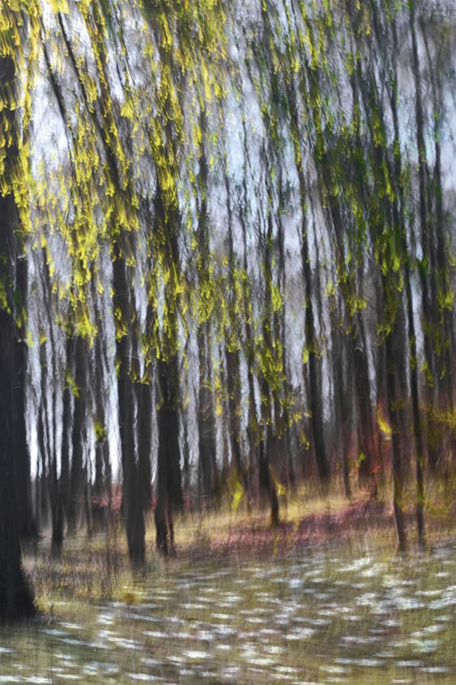 Abstract Forest Light by Christina Sillen — canvas wall art