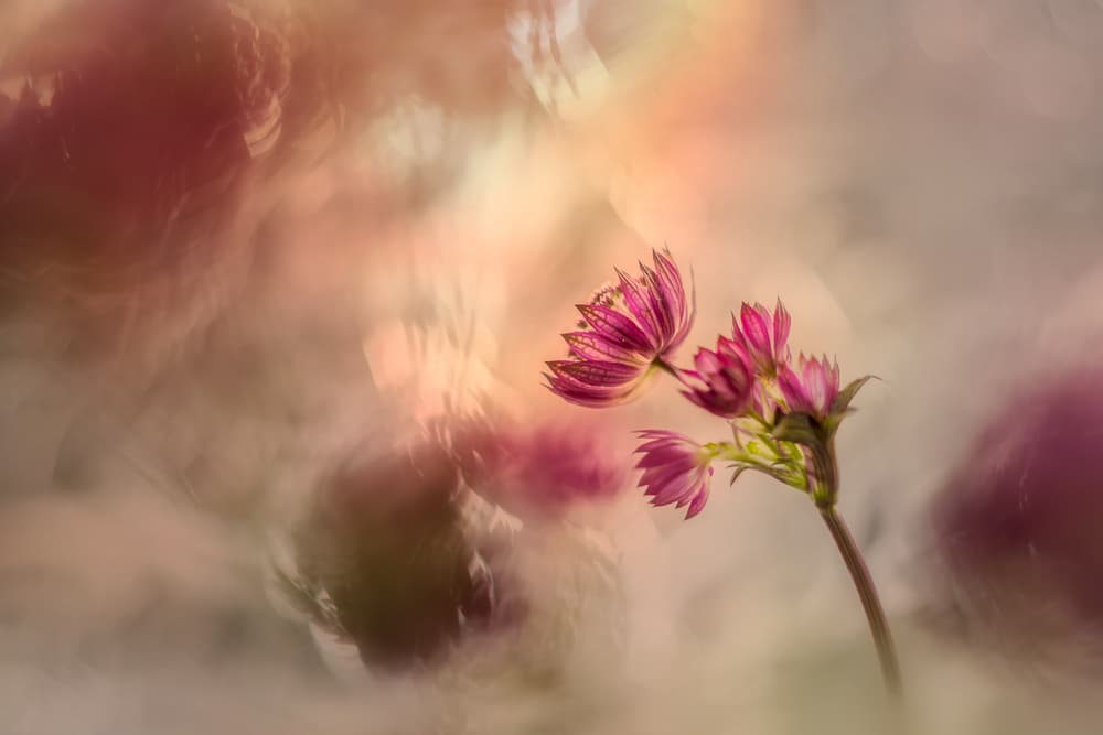 Soft and light by Nel Talen — canvas wall art
