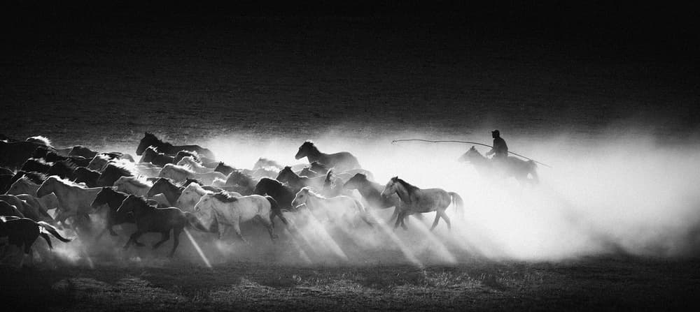 Wild Horses in Dust by Bingo Z — canvas wall art