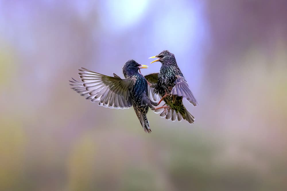 Starlings Mid-Flight Display by Marco Redaelli — canvas wall art