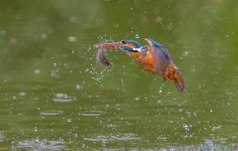 Kingfisher Fish Catch by David Hua — canvas wall art