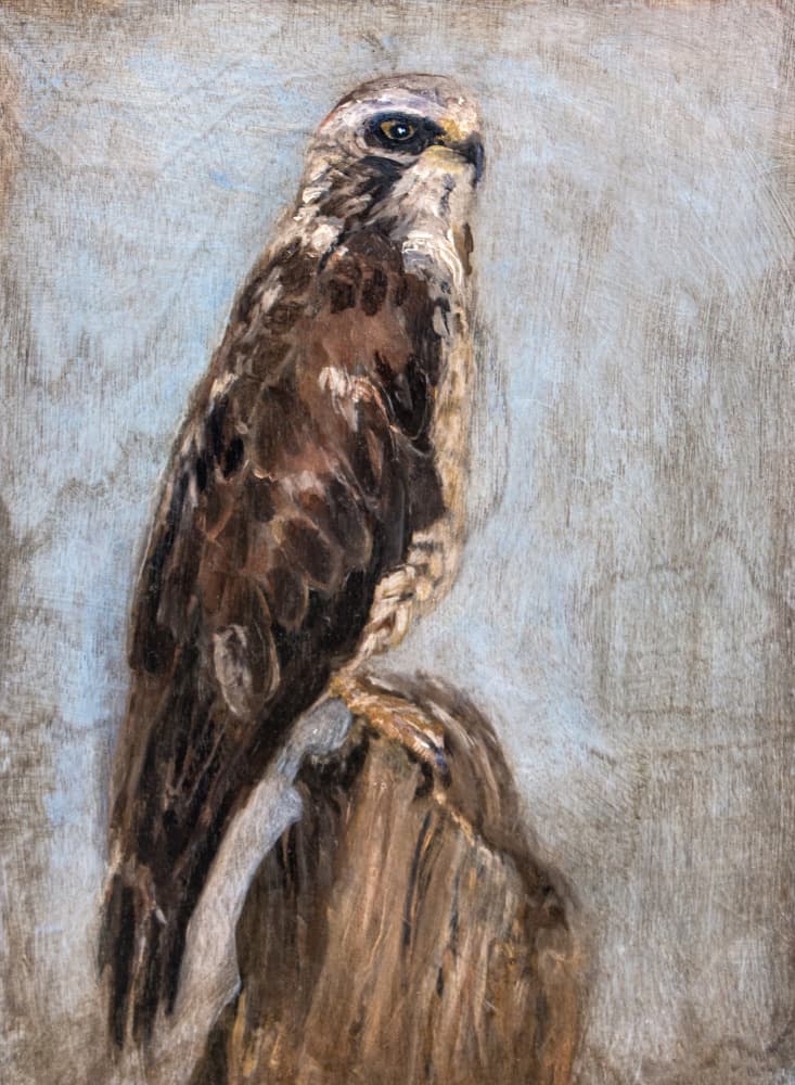 Majestic Hawk Perched by Claire Lerner — canvas wall art
