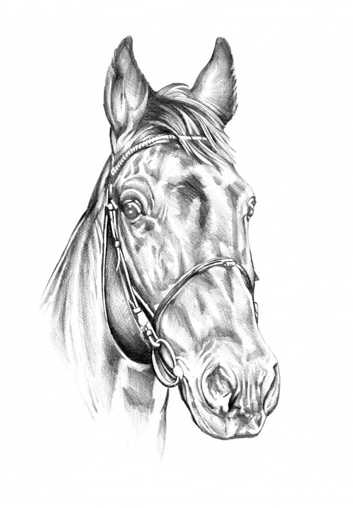 Noble Horse Drawing by Kulik — canvas wall art