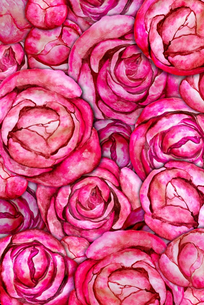 Vibrant Pink Roses by EMELIEmaria — canvas wall art