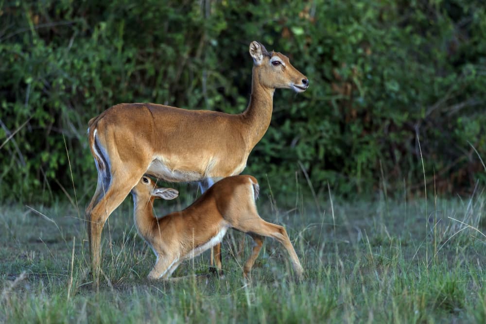 Savanna Mother and Calf by Giuseppe DAmico — canvas wall art