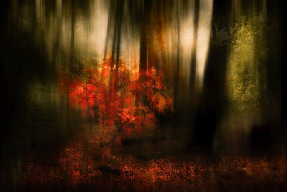 Vibrant Autumn Glow by Jan van der Linden — canvas wall art