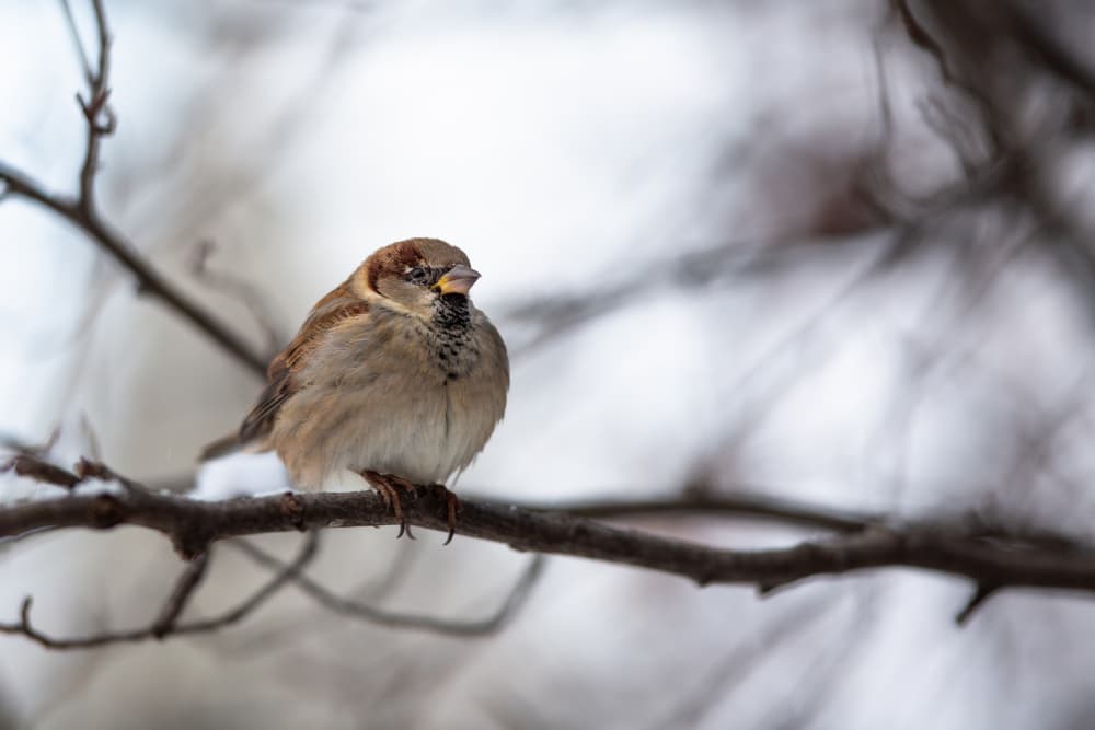 Winter Sparrow on Branch by Dusan Ljubicic — canvas wall art