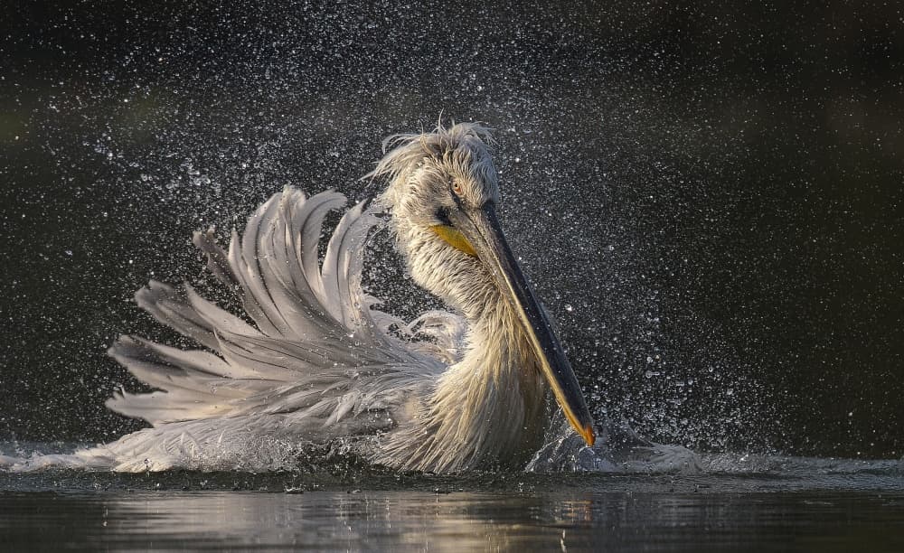 Pelican Water Dance by C.S. Tjandra — canvas wall art