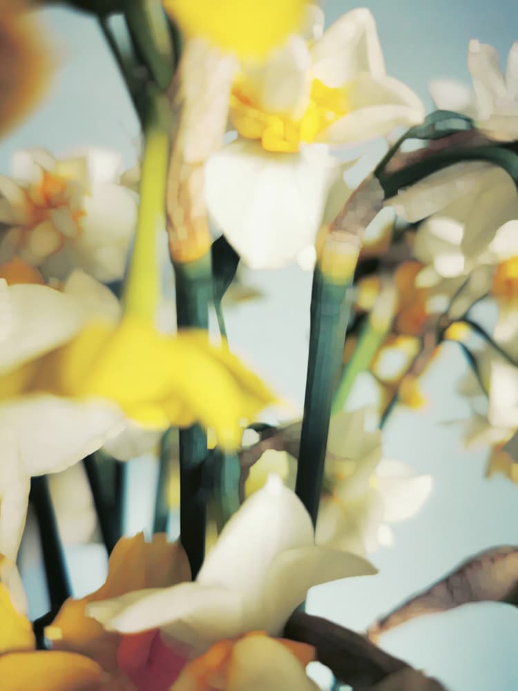 Soft Spring Daffodils by Angelo Cerantola — canvas wall art