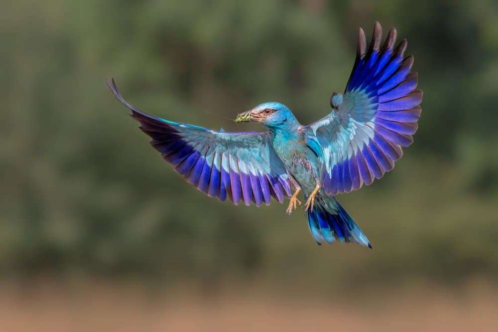 Vibrant Roller Flying by Jun Zuo — canvas wall art