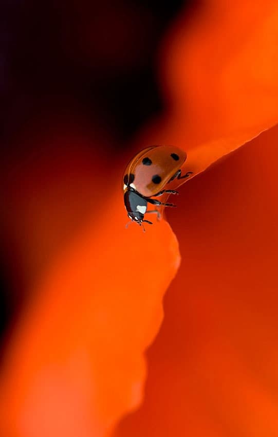 Ladybug on Red Petal by Jacky Parker — canvas wall art