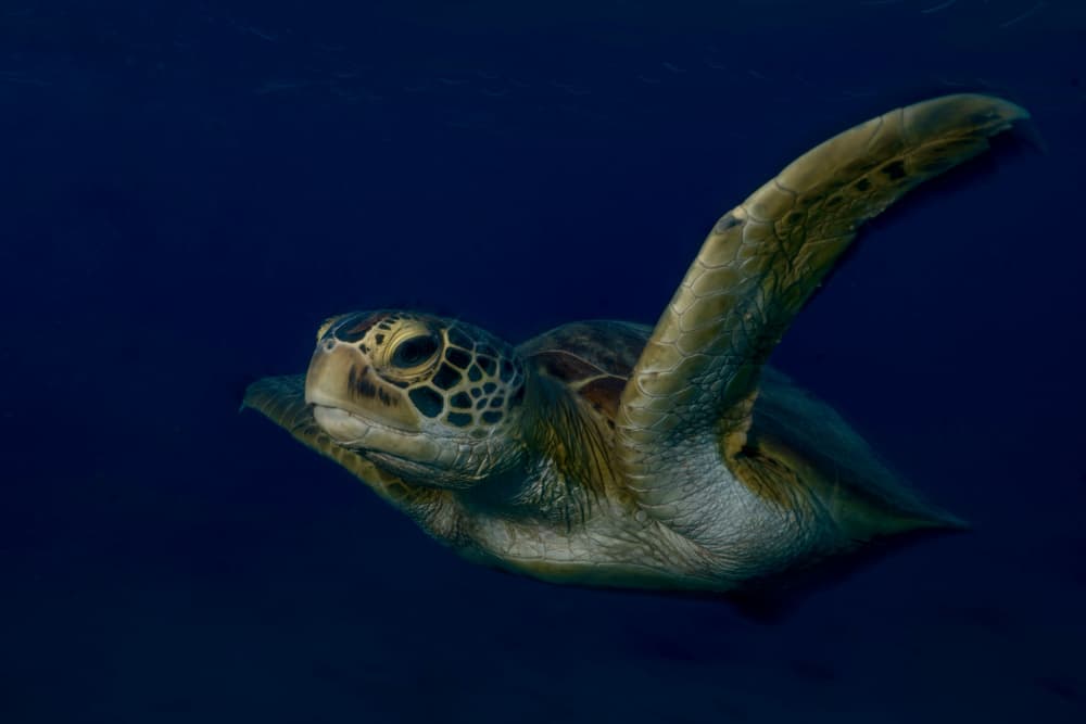 Green Sea Turtle Swim by Serge Melesan — canvas wall art
