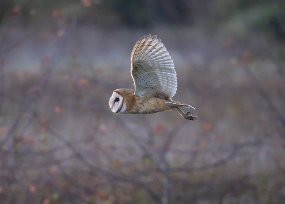 Graceful Barn Owl Flight by Tony Xu — canvas wall art