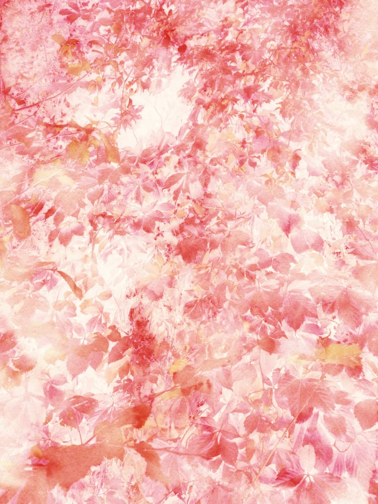 Pink Autumn Leaves by Angelo Cerantola — canvas wall art