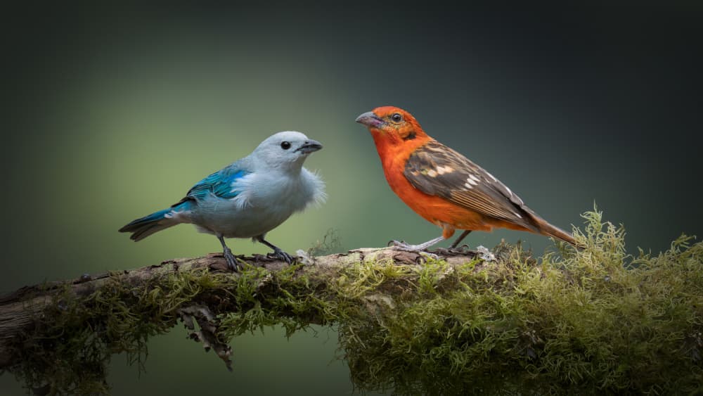 Blue And Orange Birds by tianhuayu — canvas wall art