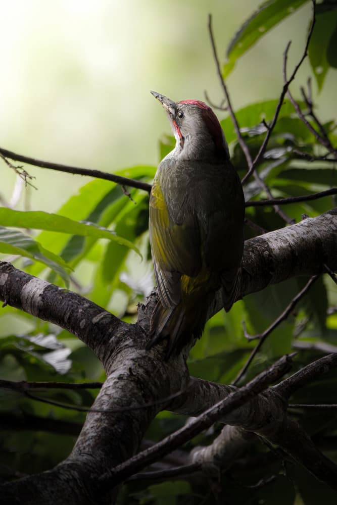 Observant Green Woodpecker by まちゅばら/Hiroki Matsubara — canvas wall art