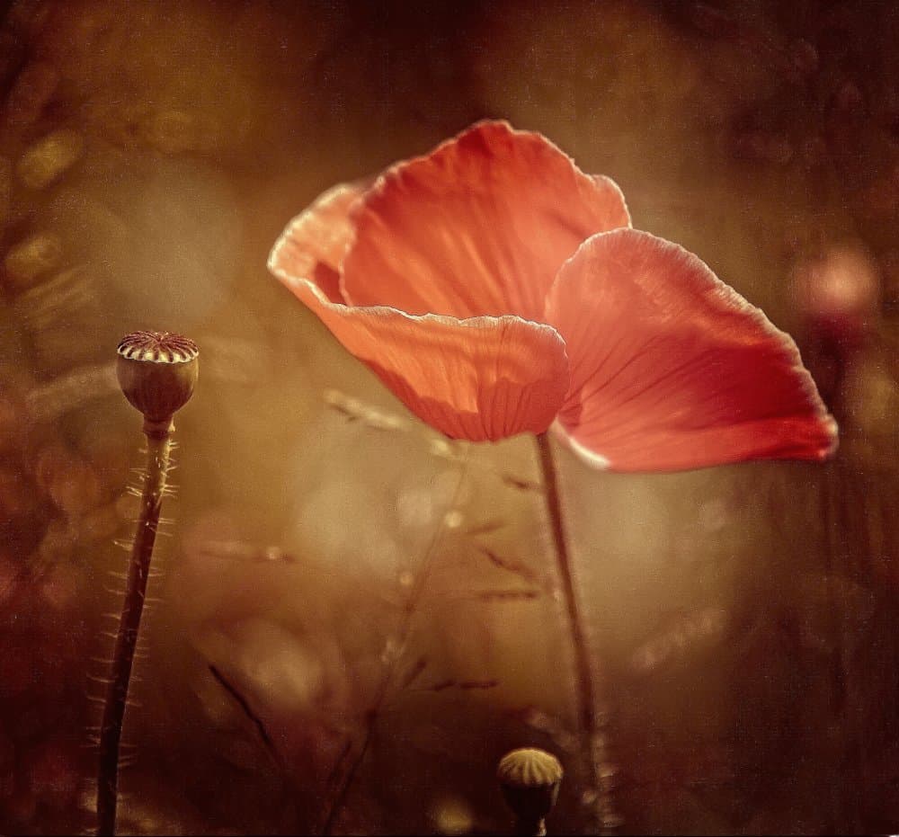 Red Poppy Glow by Anna Cseresnjes — canvas wall art
