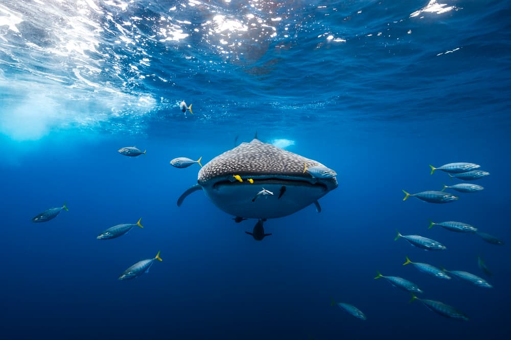 Majestic Whale Shark by Barathieu Gabriel — canvas wall art