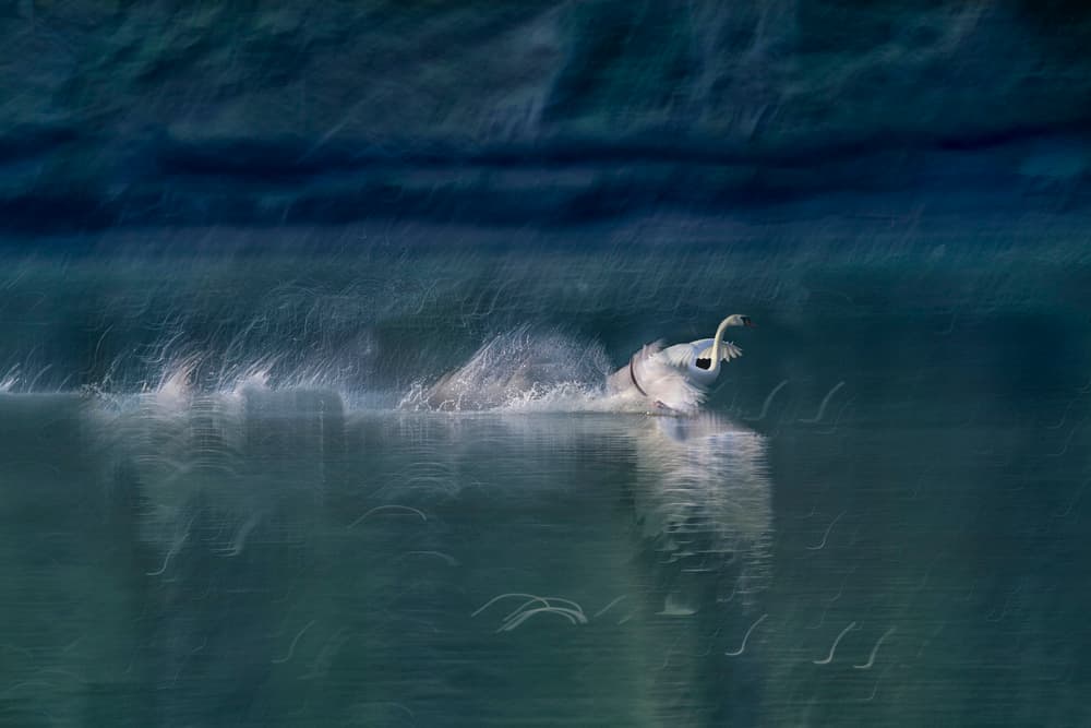 Graceful Swan Motion by Milan Malovrh — canvas wall art