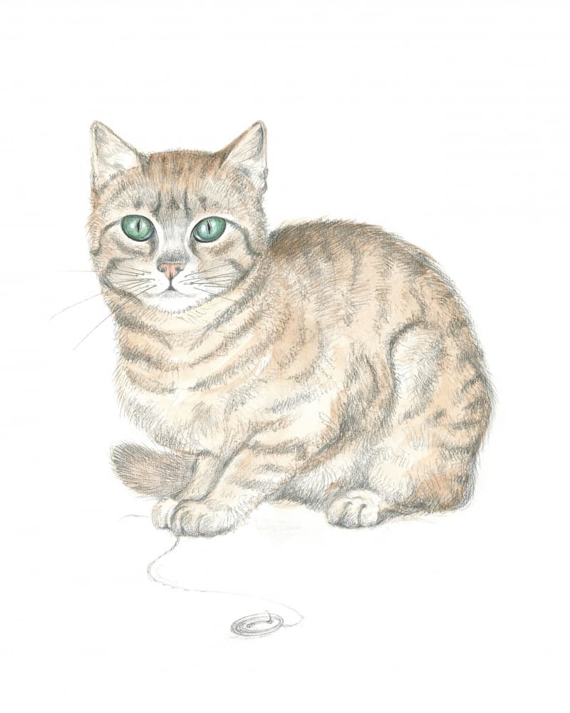 Tabby Cat and Button by Isabelle Brent — canvas wall art
