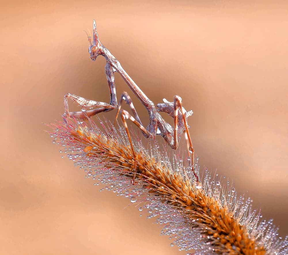Mantis on Dewy Grass by Thierry Dufour — canvas wall art