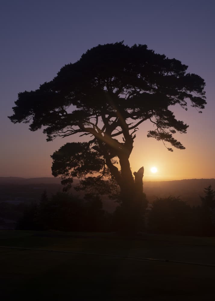 Golden Hour Tree Silhouette by Lynann Colligan — canvas wall art