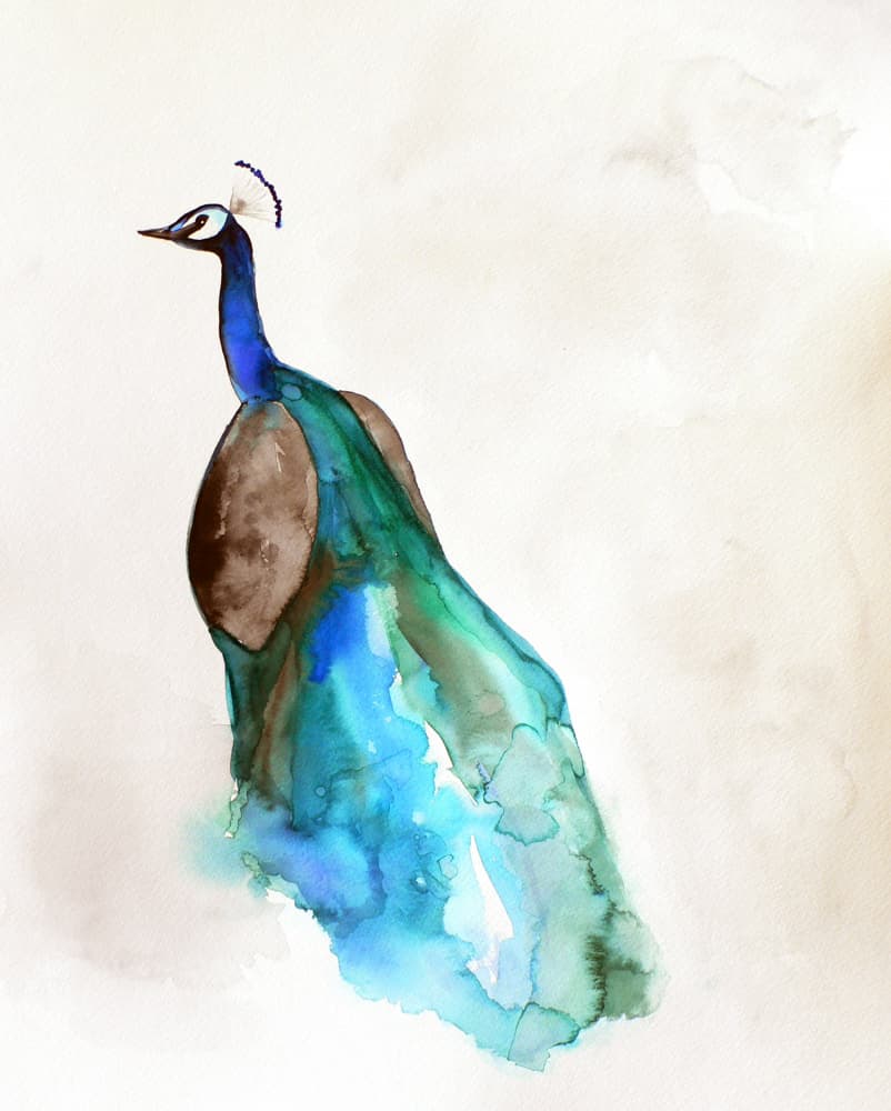 Vibrant Blue Peacock by Christine Lindstrom — canvas wall art