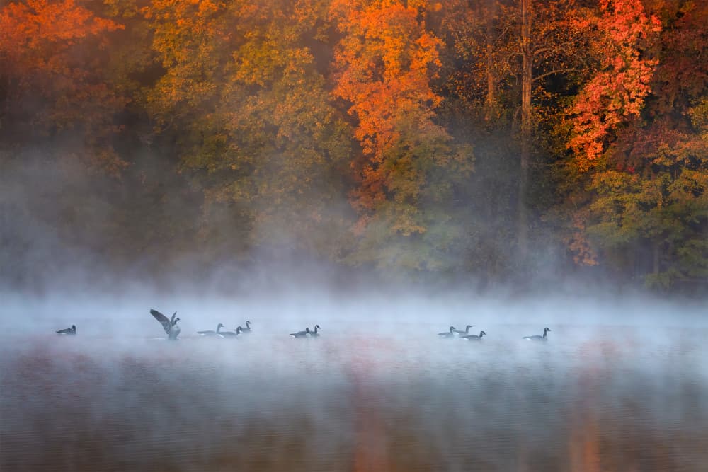 Misty Autumn Lake Geese by Ruiqing P. — canvas wall art