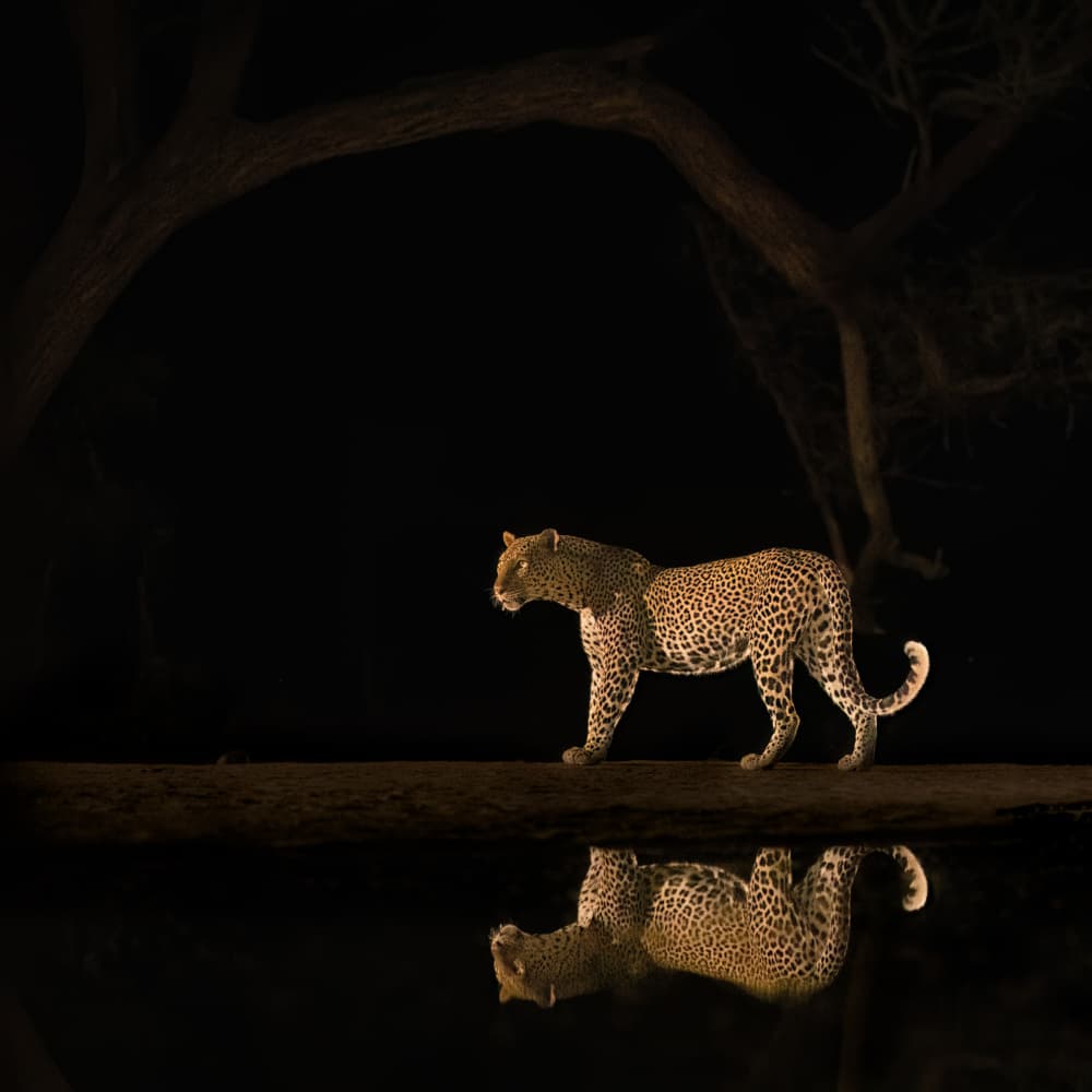 Nocturnal Leopard Reflection by MIN LI — canvas wall art