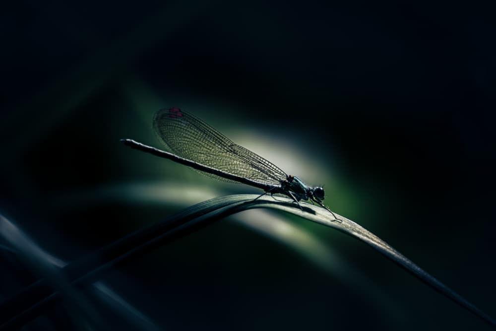 Ethereal Dragonfly Wings by 市岡弘光 — canvas wall art