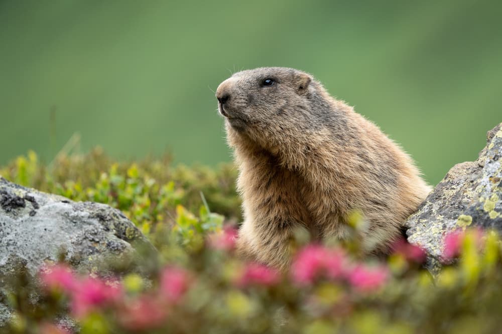 Marmot Among Flowers by Christian Kurz — canvas wall art