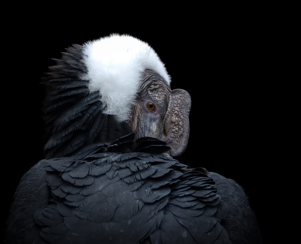 Majestic Andean Condor by Natascha Worseling — canvas wall art
