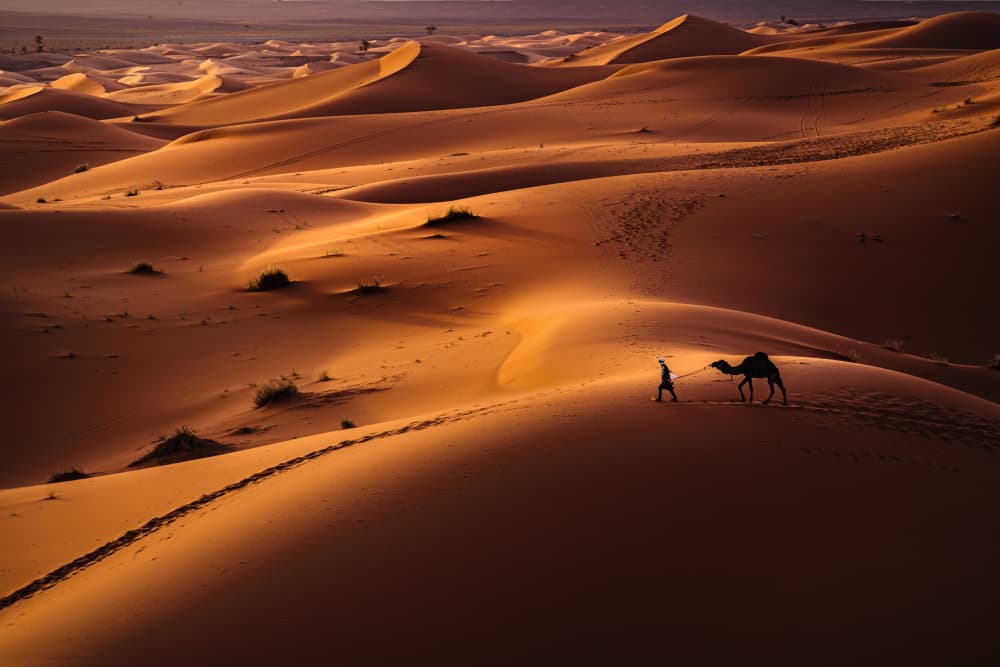 Golden Desert Journey by Alexander Alexandrov — canvas wall art