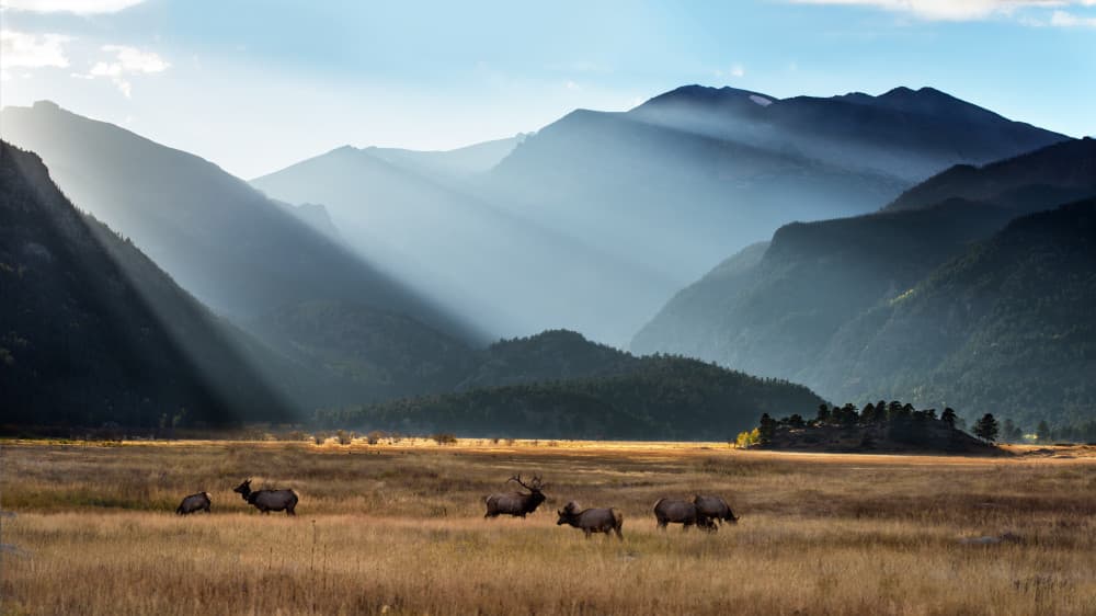 Sunlit Mountain Elk by 李从军 / Austin Li — canvas wall art