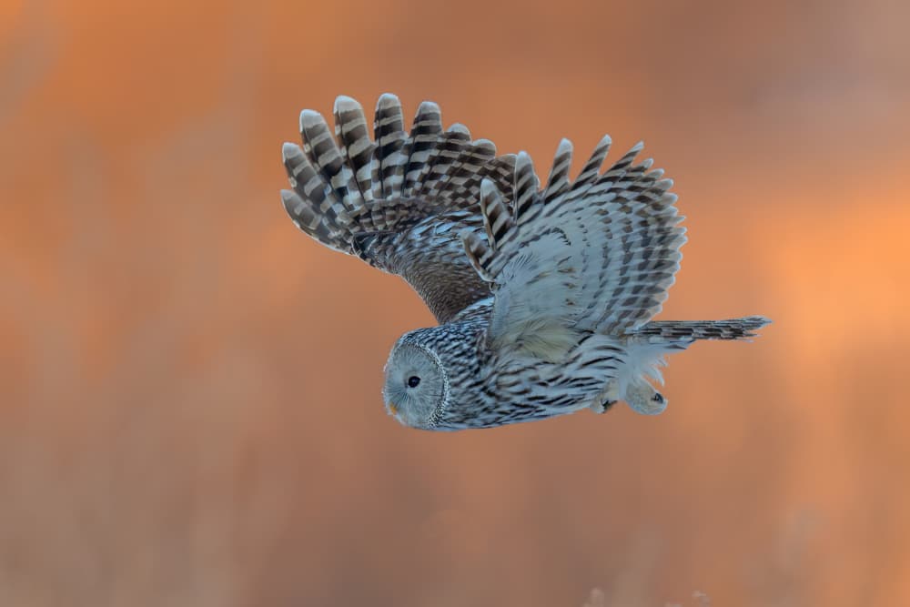 Graceful Owl Flight by Bill Lu — canvas wall art