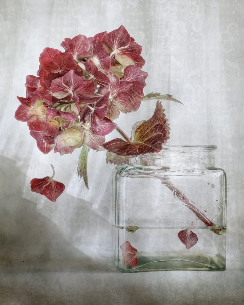 Hydrangea by Mandy Disher — canvas wall art